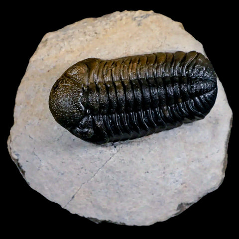 2.2" Moroccops Trilobite Fossil Devonian Morocco 400 Million Years Old COA - Fossil Age Minerals