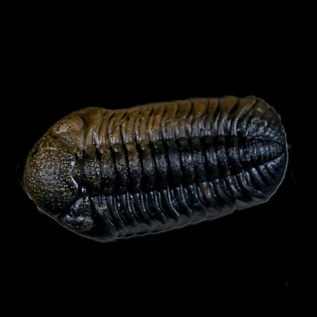 2.2" Moroccops Trilobite Fossil Devonian Morocco 400 Million Years Old COA