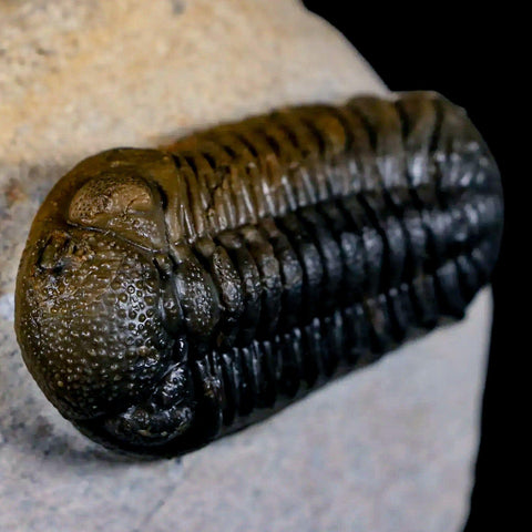 2.2" Moroccops Trilobite Fossil Devonian Morocco 400 Million Years Old COA - Fossil Age Minerals