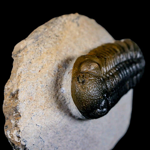 2.2" Moroccops Trilobite Fossil Devonian Morocco 400 Million Years Old COA - Fossil Age Minerals