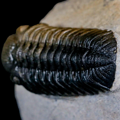 2.2" Moroccops Trilobite Fossil Devonian Morocco 400 Million Years Old COA - Fossil Age Minerals