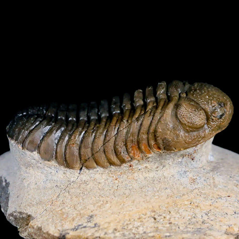 2.2" Moroccops Trilobite Fossil Devonian Morocco 400 Million Years Old COA - Fossil Age Minerals