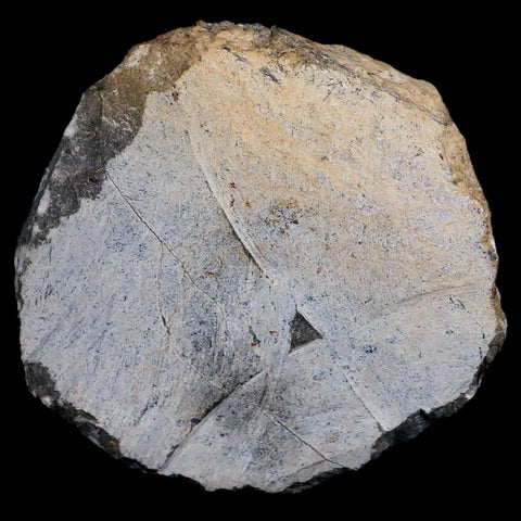 2.2" Moroccops Trilobite Fossil Devonian Morocco 400 Million Years Old COA - Fossil Age Minerals