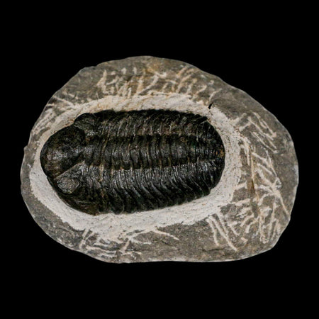 2.2" Moroccops Trilobite Fossil Devonian Morocco 400 Million Years Old COA