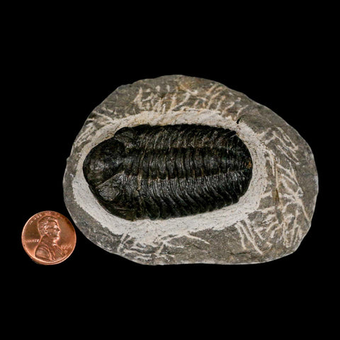 2.2" Moroccops Trilobite Fossil Devonian Morocco 400 Million Years Old COA - Fossil Age Minerals