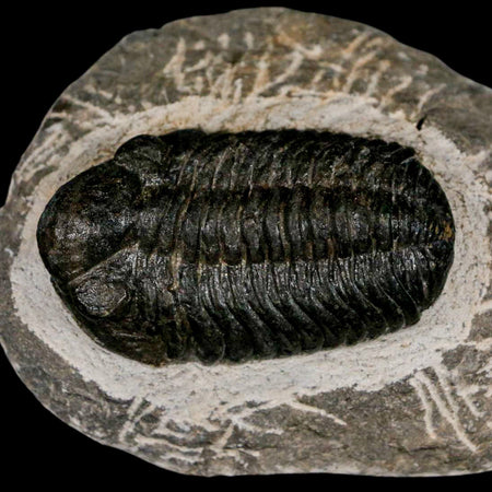 2.2" Moroccops Trilobite Fossil Devonian Morocco 400 Million Years Old COA