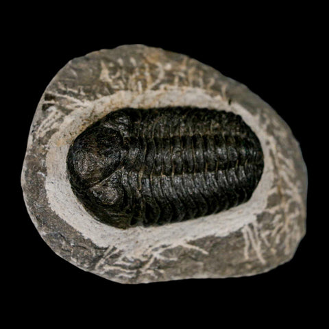 2.2" Moroccops Trilobite Fossil Devonian Morocco 400 Million Years Old COA - Fossil Age Minerals