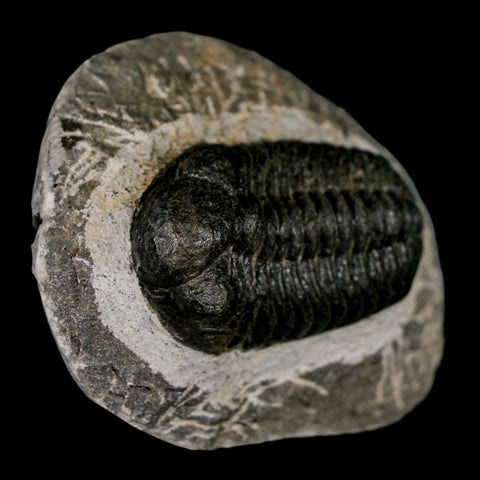 2.2" Moroccops Trilobite Fossil Devonian Morocco 400 Million Years Old COA - Fossil Age Minerals