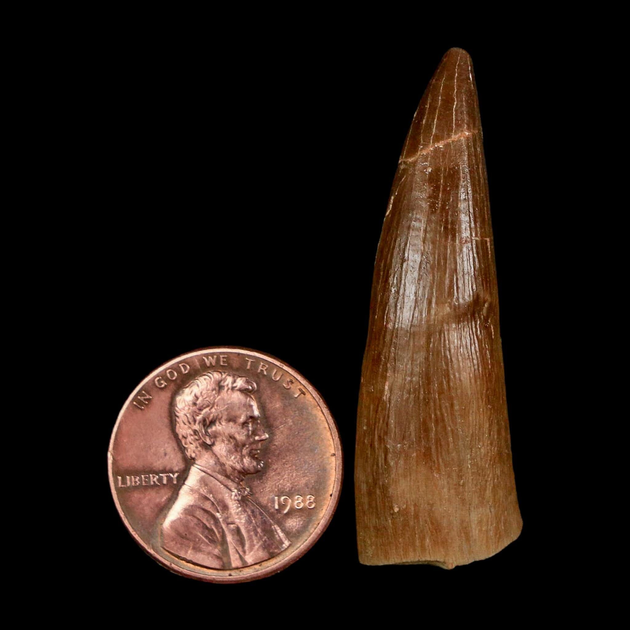 1.6" Plesiosaur Zarafasaura Tooth Fossil Cretaceous Dinosaur Era COA, Stand - Fossil Age Minerals