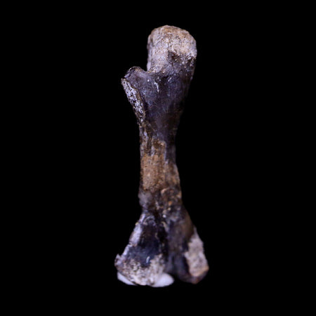 Captorhinus Aguti Fossil Femur Bone Permian Age Reptile 299 Mil Yrs Old Display COA