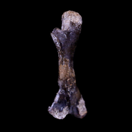 Captorhinus Aguti Fossil Femur Bone Permian Age Reptile 299 Mil Yrs Old Display COA