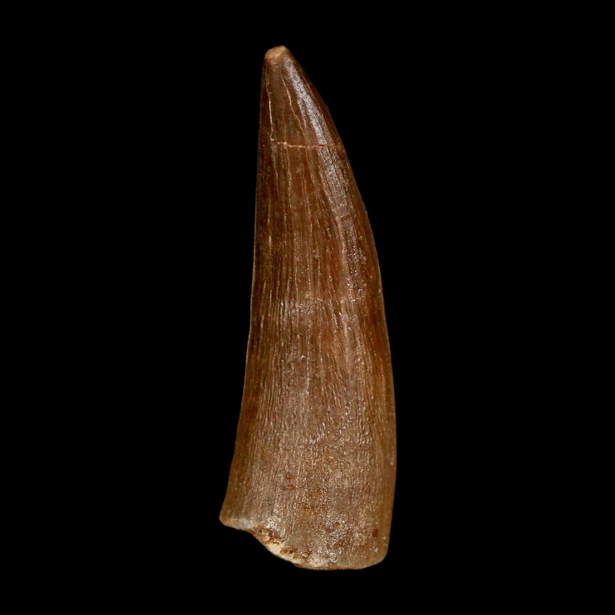 1.6" Plesiosaur Zarafasaura Tooth Fossil Cretaceous Dinosaur Era COA, Stand - Fossil Age Minerals