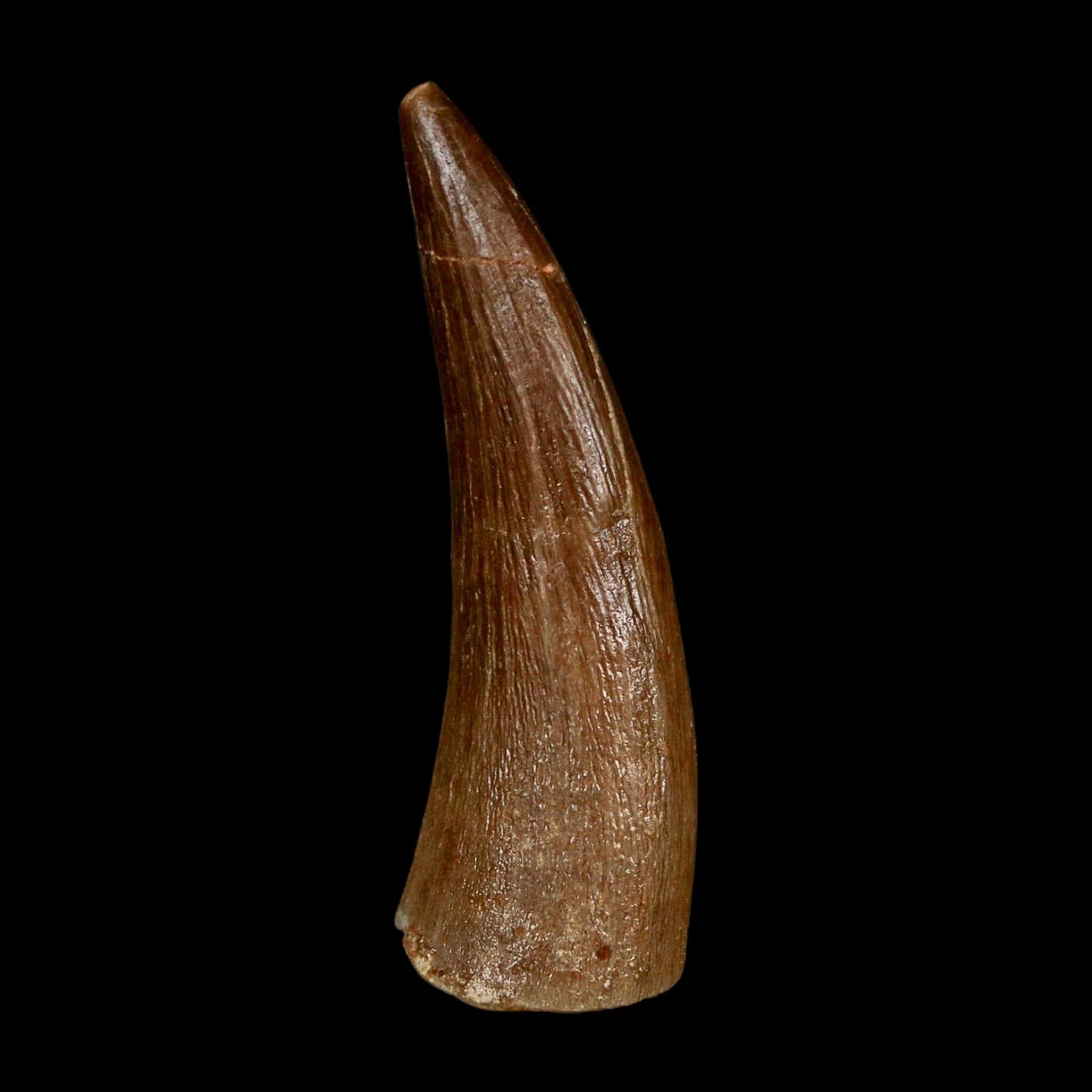 1.6" Plesiosaur Zarafasaura Tooth Fossil Cretaceous Dinosaur Era COA, Stand - Fossil Age Minerals