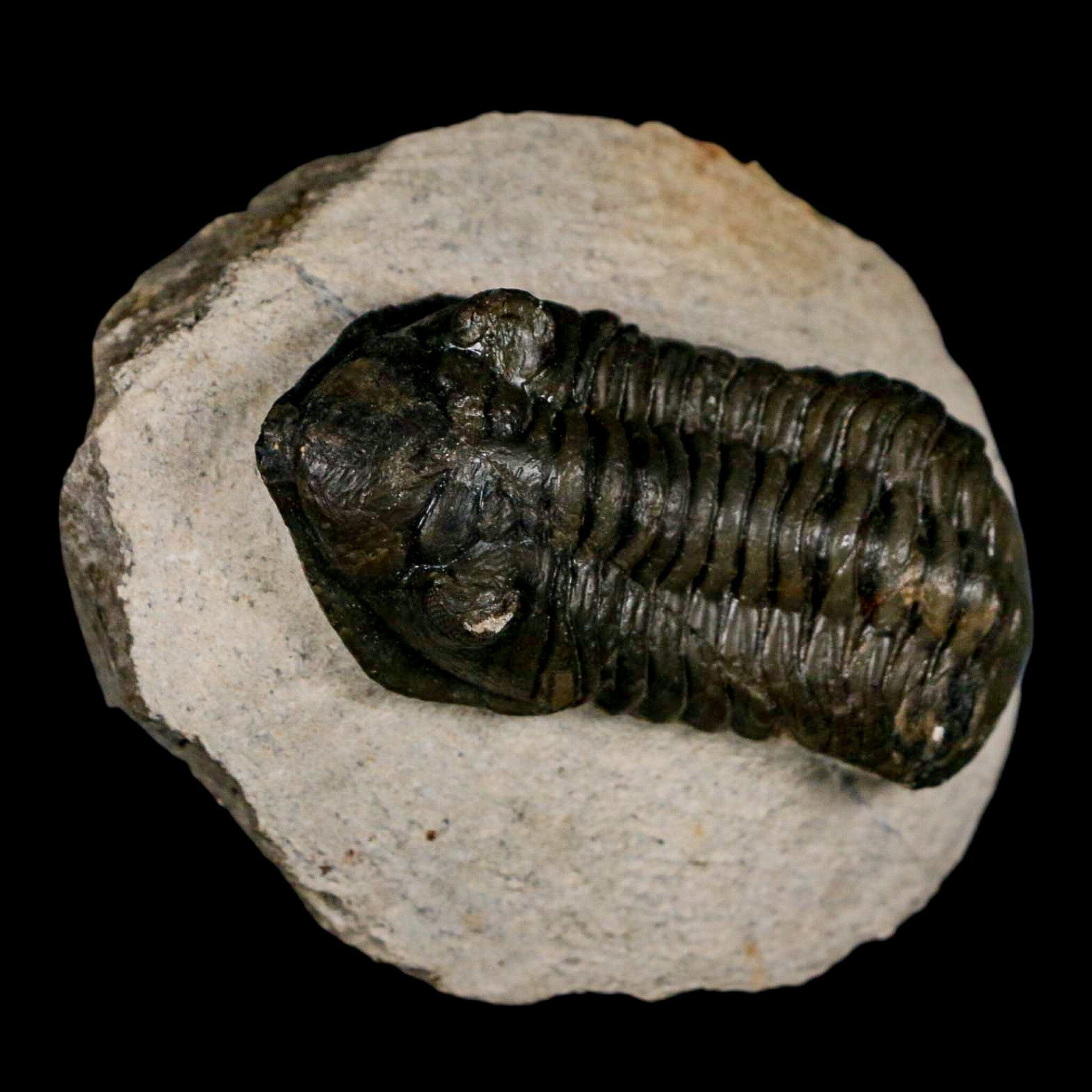 2.5" Moroccops Trilobite Fossil Devonian Morocco 400 Million Years Old COA - Fossil Age Minerals