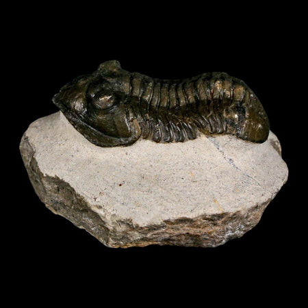 2.5" Moroccops Trilobite Fossil Devonian Morocco 400 Million Years Old COA