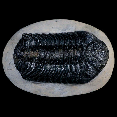 2.5" Moroccops Trilobite Fossil Devonian Morocco 400 Million Years Old COA - Fossil Age Minerals