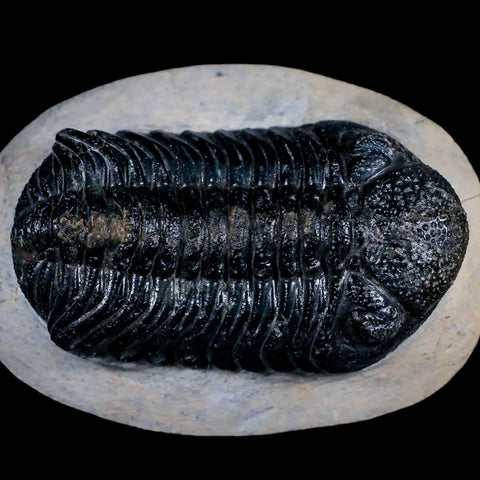 2.5" Moroccops Trilobite Fossil Devonian Morocco 400 Million Years Old COA - Fossil Age Minerals