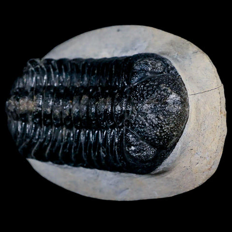 2.5" Moroccops Trilobite Fossil Devonian Morocco 400 Million Years Old COA - Fossil Age Minerals