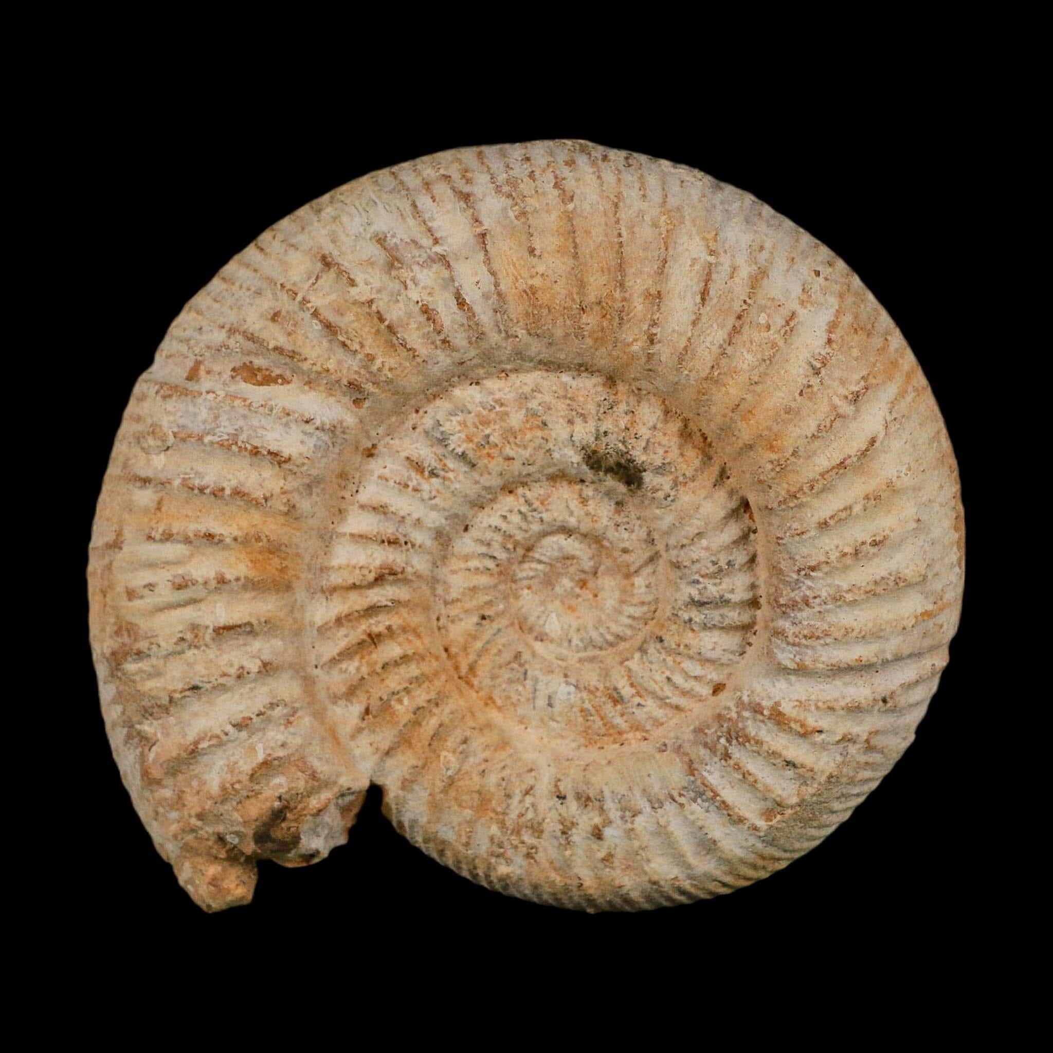 91MM Perisphinctes Ammonite Fossil Nautilus Madagascar Jurassic Age COA
