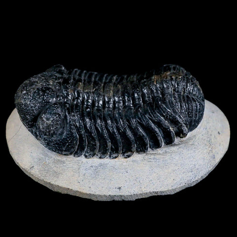 2.5" Moroccops Trilobite Fossil Devonian Morocco 400 Million Years Old COA - Fossil Age Minerals