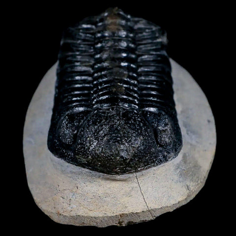 2.5" Moroccops Trilobite Fossil Devonian Morocco 400 Million Years Old COA - Fossil Age Minerals