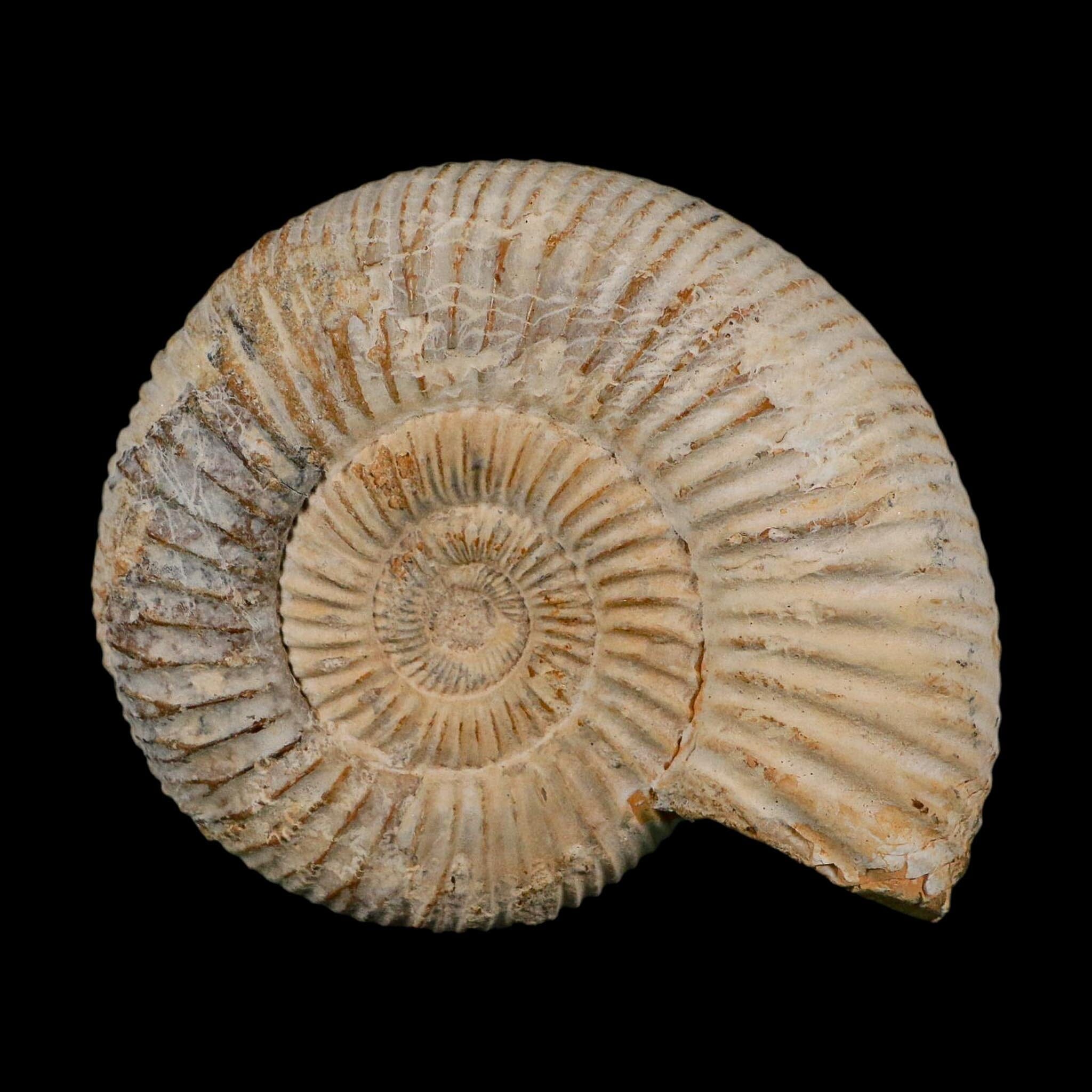 86MM Perisphinctes Ammonite Fossil Nautilus Madagascar Jurassic Age COA