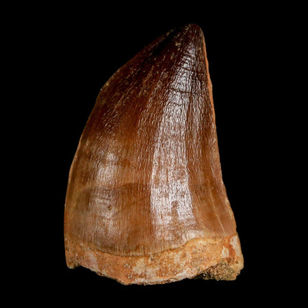 1.9" Mosasaur Prognathodon Fossil Tooth Cretaceous Dinosaur Era COA & Stand