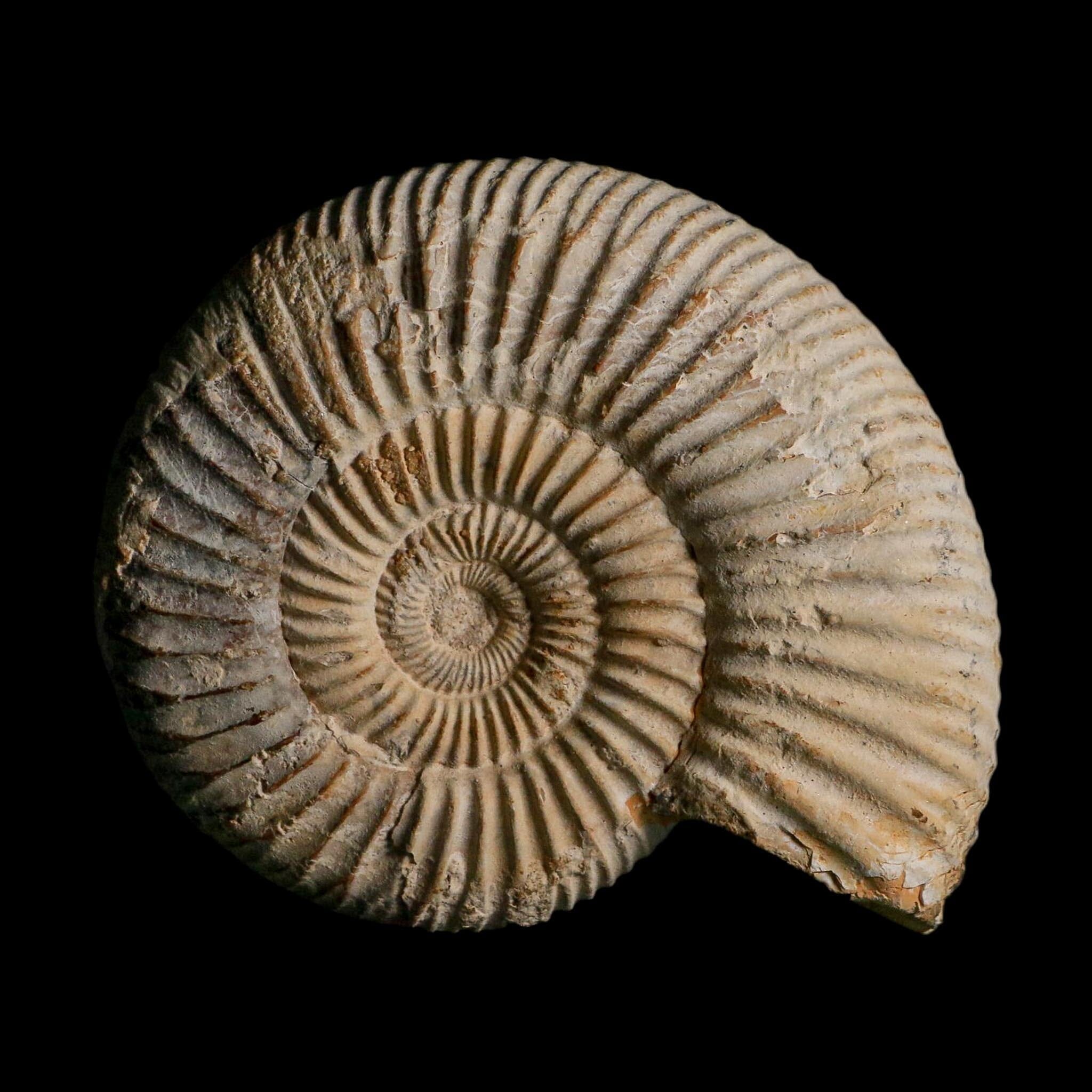 86MM Perisphinctes Ammonite Fossil Nautilus Madagascar Jurassic Age COA