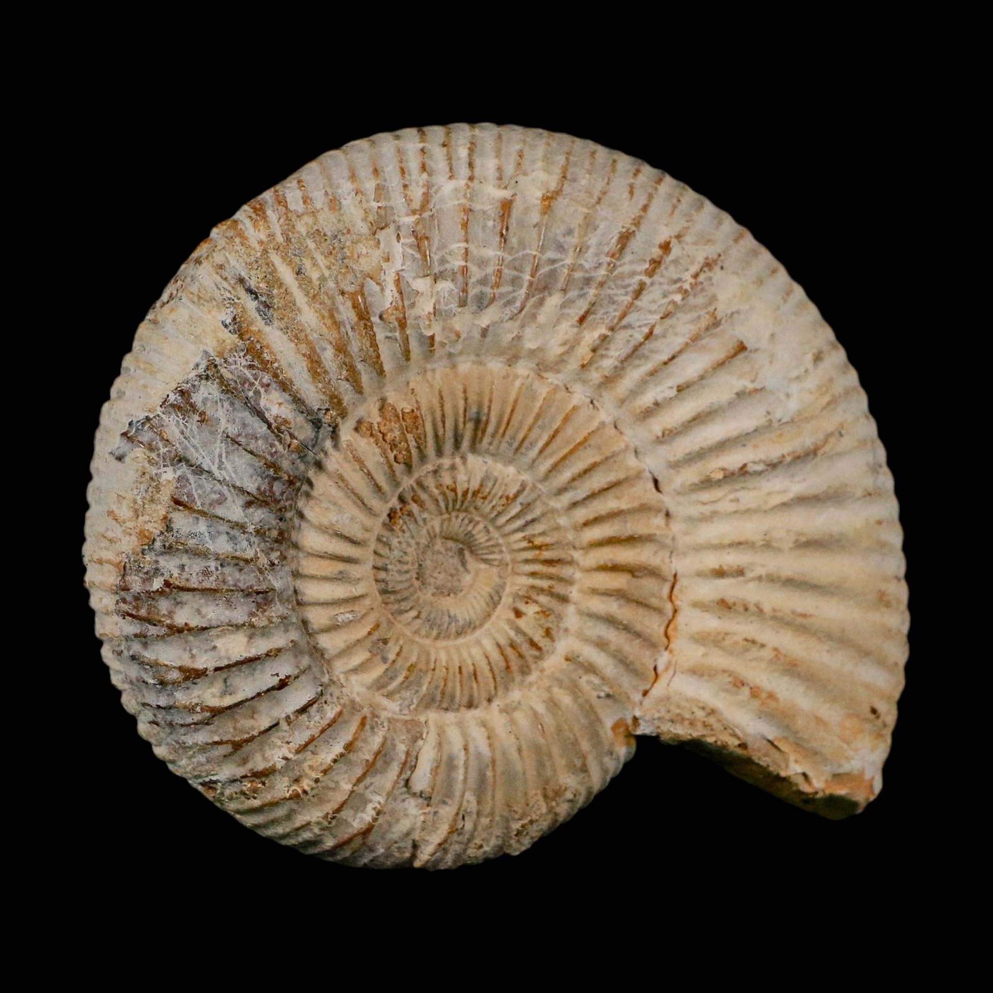 86MM Perisphinctes Ammonite Fossil Nautilus Madagascar Jurassic Age COA