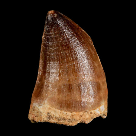 1.9" Mosasaur Prognathodon Fossil Tooth Cretaceous Dinosaur Era COA & Stand