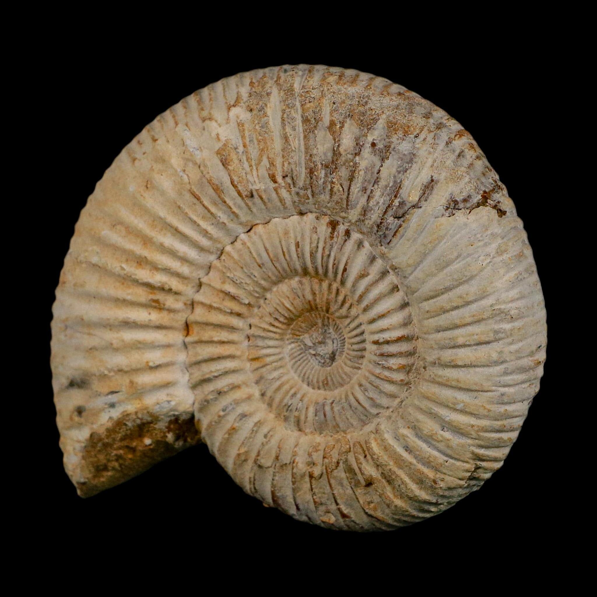 86MM Perisphinctes Ammonite Fossil Nautilus Madagascar Jurassic Age COA