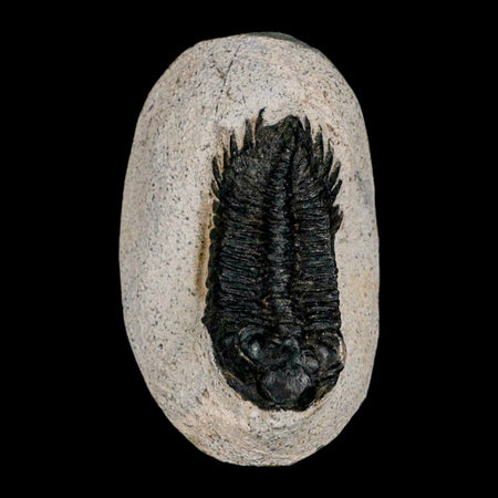 2.2" Coltraenia Oufatenensis Trilobite Fossil Devonian Morocco 400 Mil Yrs Old COA