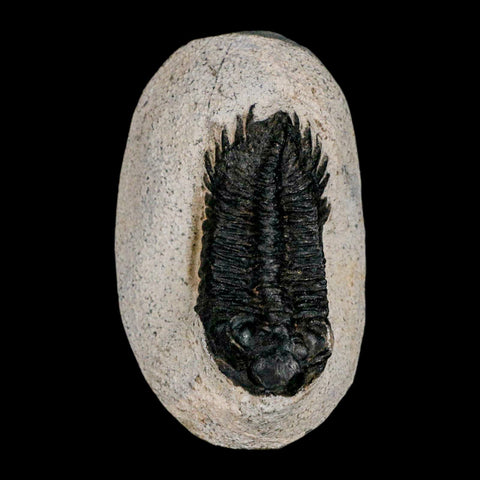 2.2" Coltraenia Oufatenensis Trilobite Fossil Devonian Morocco 400 Mil Yrs Old COA - Fossil Age Minerals