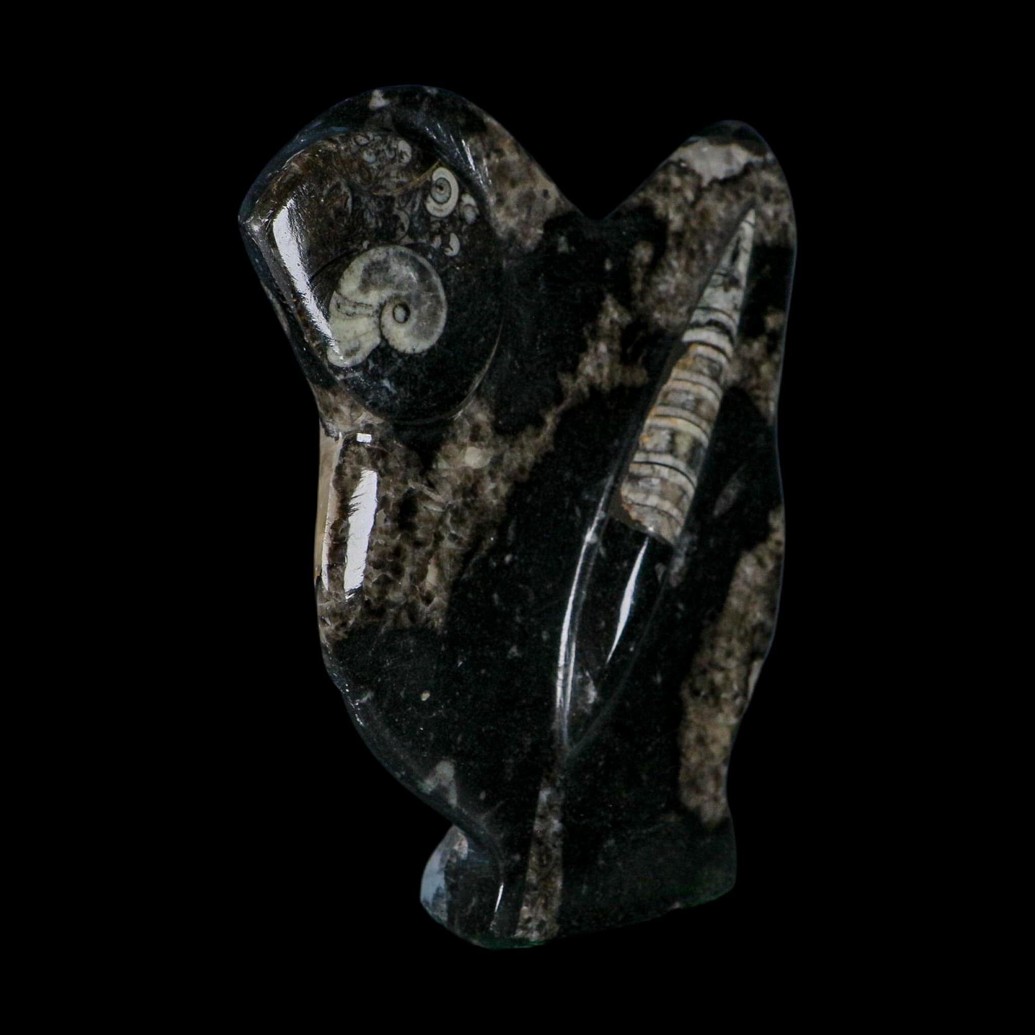 6.5" Orthoceras And Goniatite Ammonite Fossil Display Erfoud Morocco Devonian Age