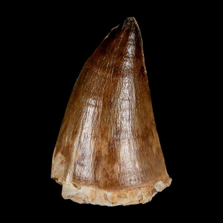 XXL 2.3" Mosasaur Prognathodon Fossil Tooth Cretaceous Dinosaur Era COA & Stand