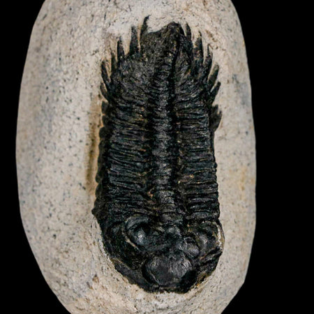 2.2" Coltraenia Oufatenensis Trilobite Fossil Devonian Morocco 400 Mil Yrs Old COA