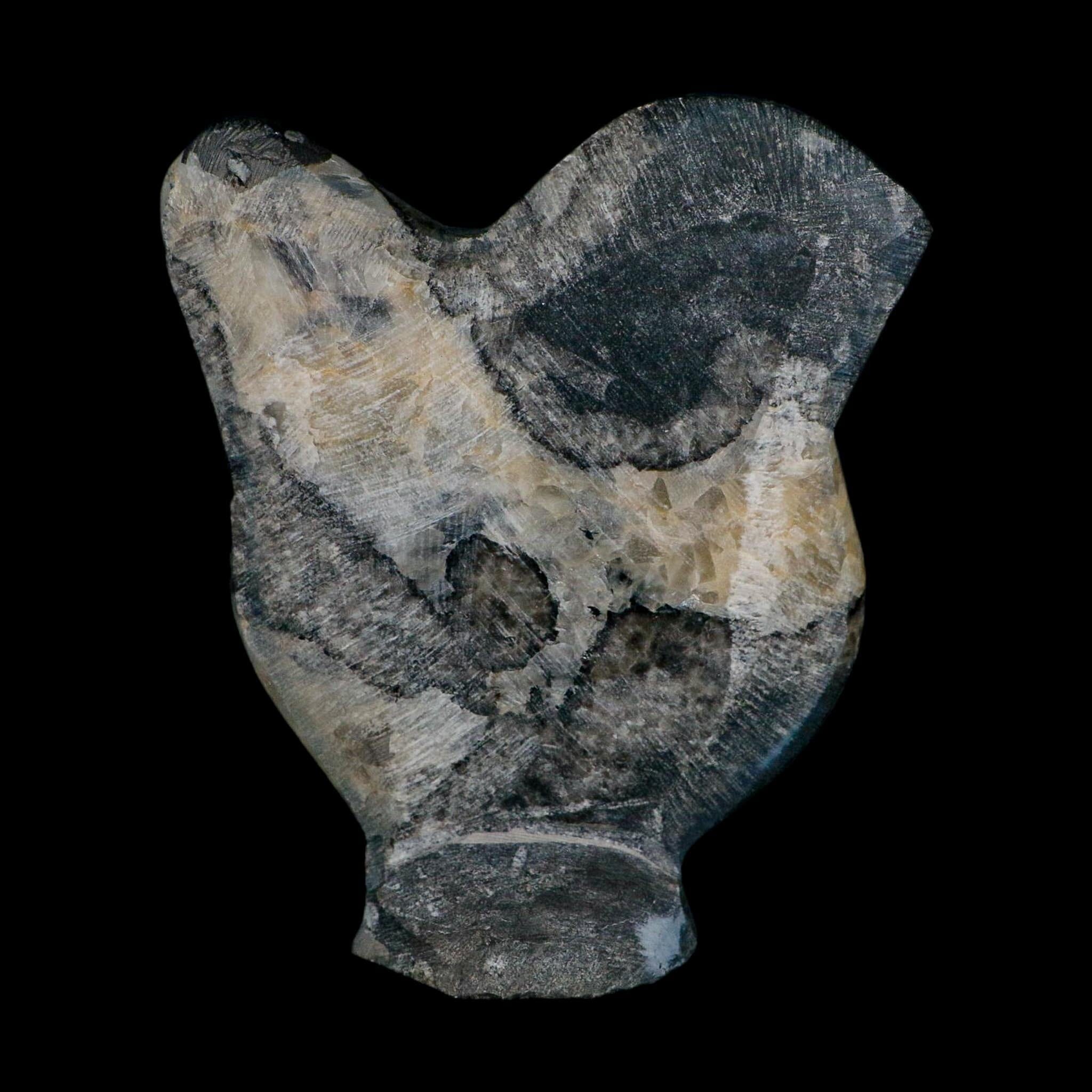 6.5" Orthoceras And Goniatite Ammonite Fossil Display Erfoud Morocco Devonian Age