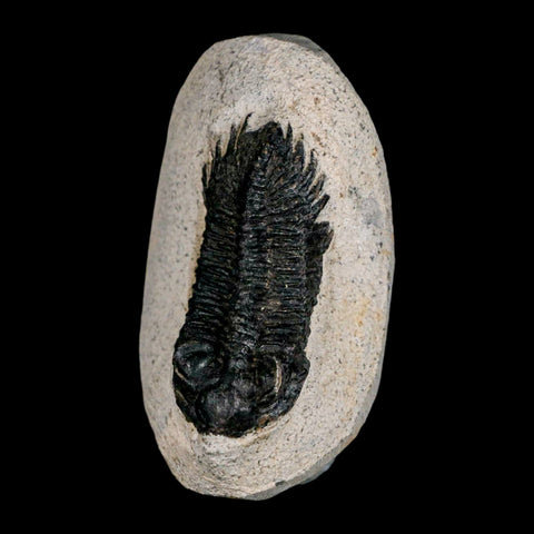 2.2" Coltraenia Oufatenensis Trilobite Fossil Devonian Morocco 400 Mil Yrs Old COA - Fossil Age Minerals
