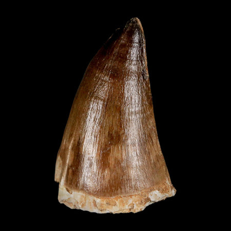 XXL 2.3" Mosasaur Prognathodon Fossil Tooth Cretaceous Dinosaur Era COA & Stand