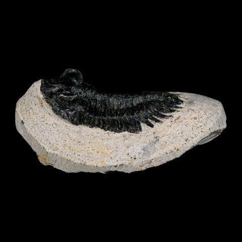 2.2" Coltraenia Oufatenensis Trilobite Fossil Devonian Morocco 400 Mil Yrs Old COA - Fossil Age Minerals
