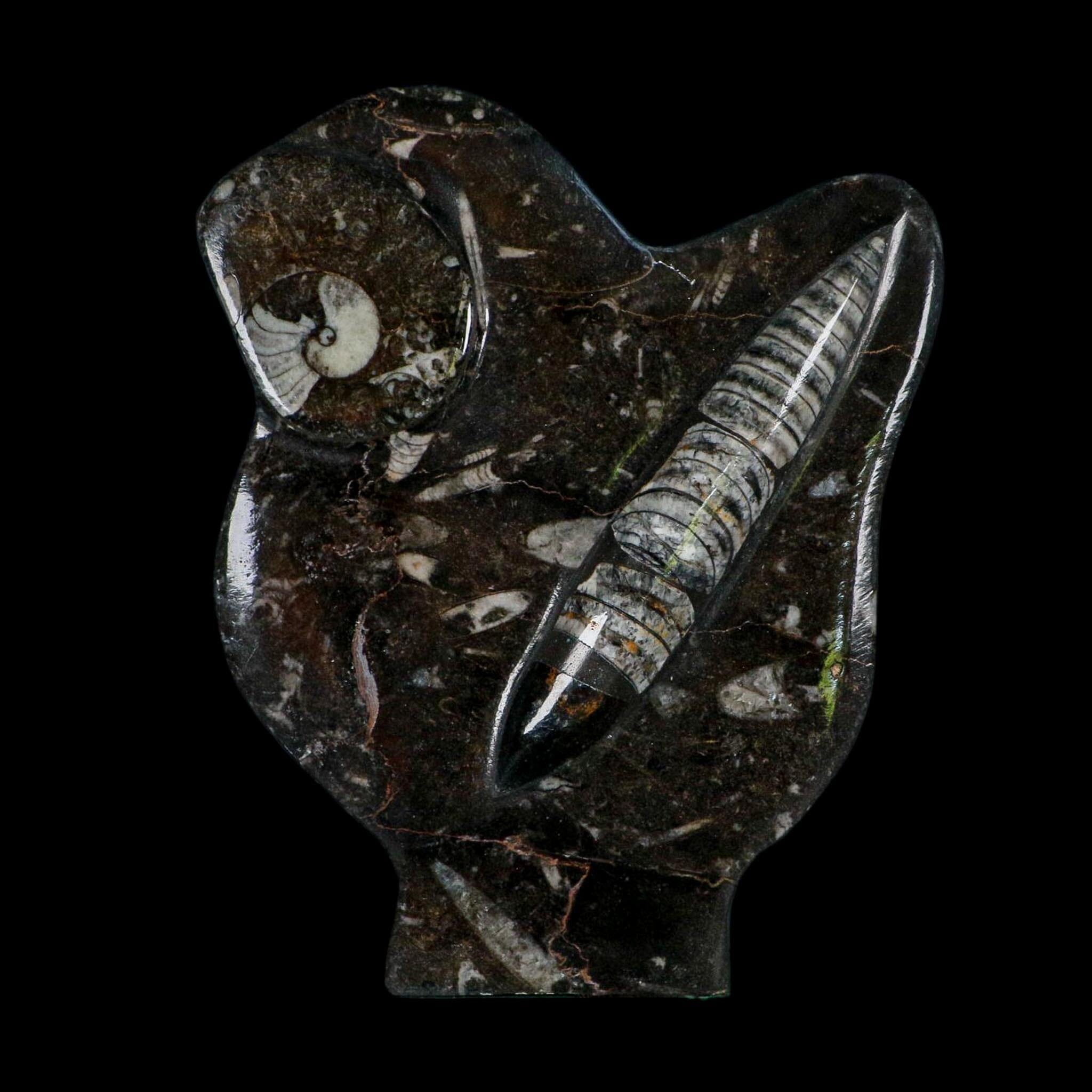 6.2" Orthoceras And Goniatite Ammonite Fossil Display Erfoud Morocco Devonian Age