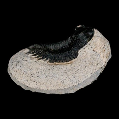 2.2" Coltraenia Oufatenensis Trilobite Fossil Devonian Morocco 400 Mil Yrs Old COA - Fossil Age Minerals