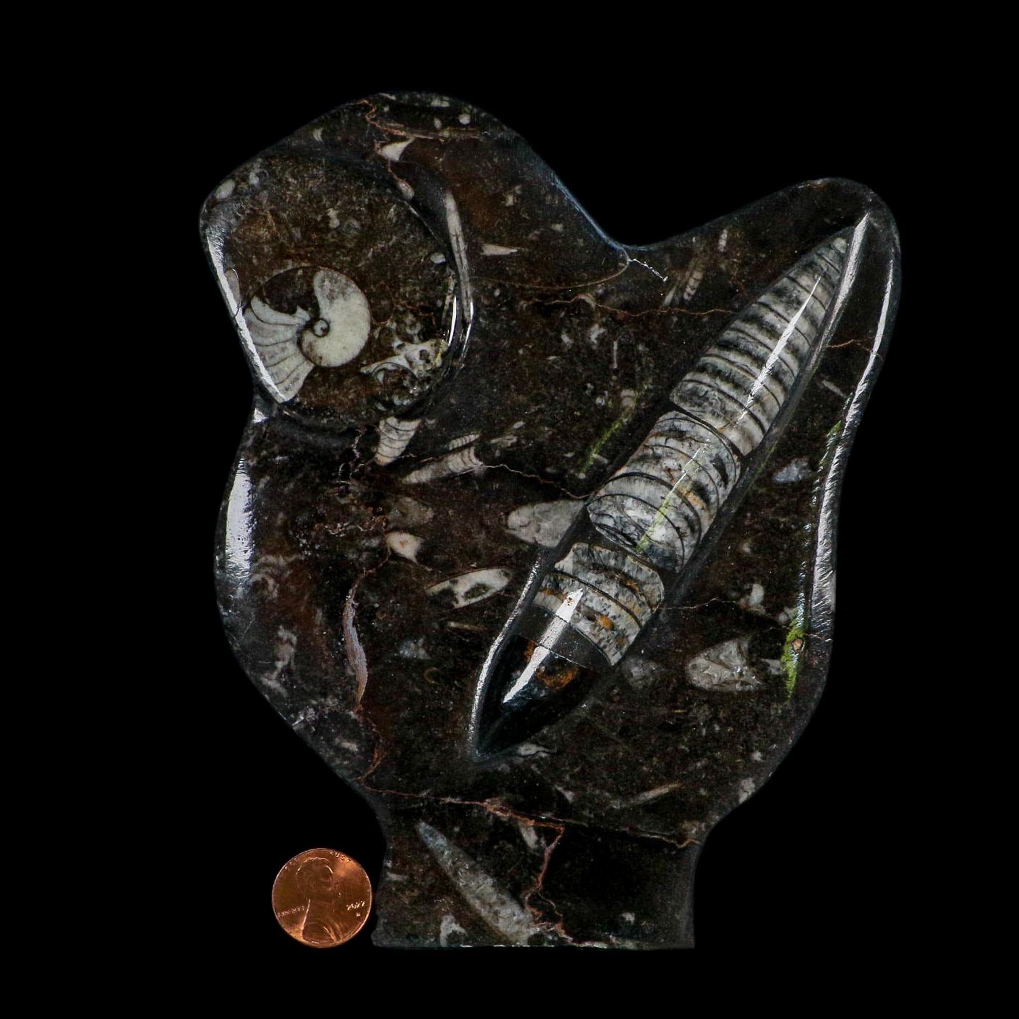 6.2" Orthoceras And Goniatite Ammonite Fossil Display Erfoud Morocco Devonian Age
