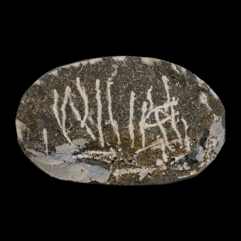 2.2" Coltraenia Oufatenensis Trilobite Fossil Devonian Morocco 400 Mil Yrs Old COA - Fossil Age Minerals