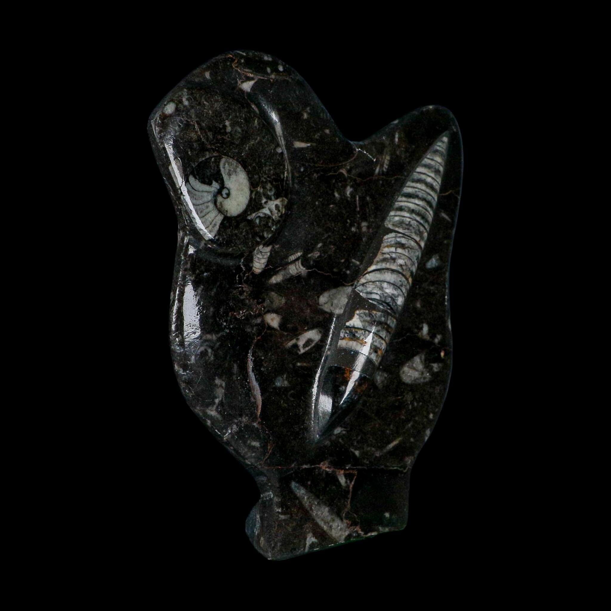 6.2" Orthoceras And Goniatite Ammonite Fossil Display Erfoud Morocco Devonian Age