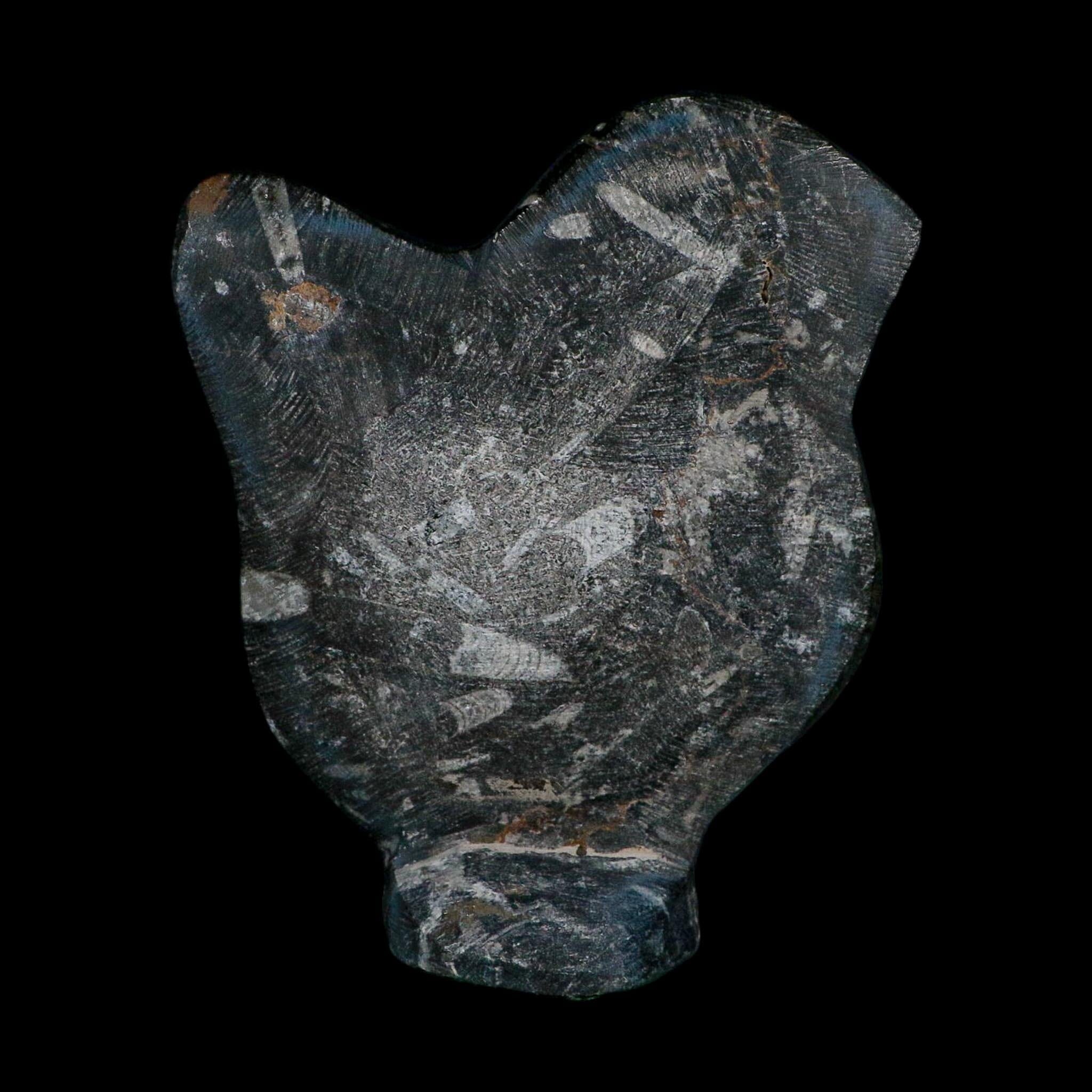 6.2" Orthoceras And Goniatite Ammonite Fossil Display Erfoud Morocco Devonian Age
