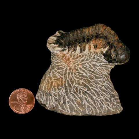 2.4" Crotalocephalus Gibbus Trilobite Fossil Morocco Devonian Age 400 Mil Yrs Old COA - Fossil Age Minerals