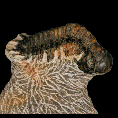 2.4" Crotalocephalus Gibbus Trilobite Fossil Morocco Devonian Age 400 Mil Yrs Old COA - Fossil Age Minerals