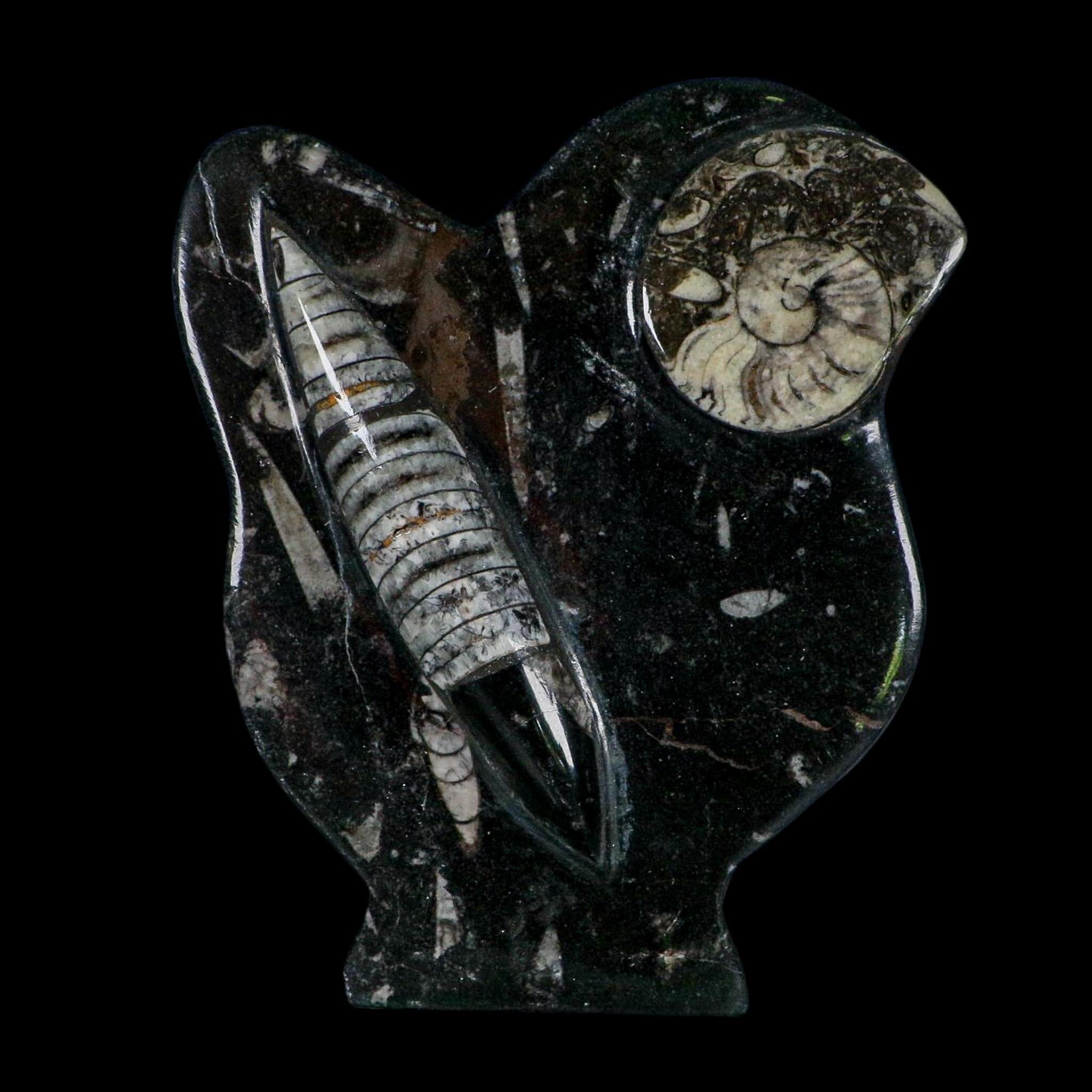 6.2" Orthoceras And Goniatite Ammonite Fossil Display Erfoud Morocco Devonian Age