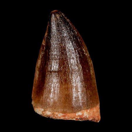 1.9" Mosasaur Prognathodon Fossil Tooth Cretaceous Dinosaur Era COA & Stand